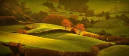 " Golden Green fields !! 