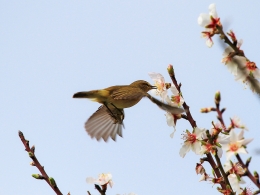 GIVE ME SOME OF YOUR STAMENS 