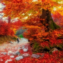 Autumn road 