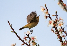 A VERY HAPPY BIRD 