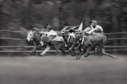 Karapan Sapi - Cow Race 