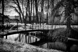 The bridge and the tree 