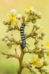 Tree of caterpillar 