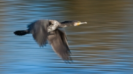 Phalacrocoorax carbo 