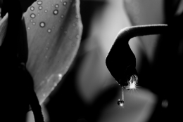 WaterDrop 