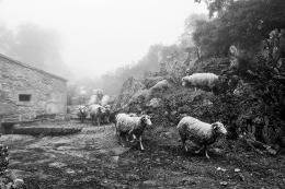 THE FLOCK AND THE FOG IN THE MOUNTAIN 