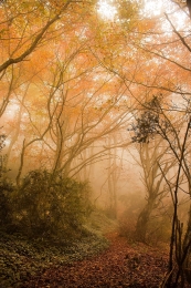 Caminos que la niebla guarda. 