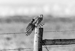 WINGS AND LEG  STRETCHING 