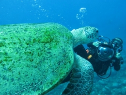 Diver and turtle 