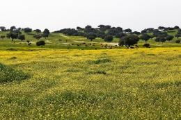 MONTADO ALENTEJANO 