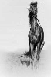 Black horse 