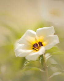 Beautiful Bright Flower 