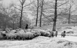 Transhumance 