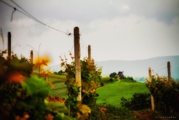 romanian wineyard 