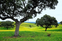 Montado de azinho 