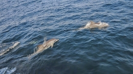 Delphinus delphis. 