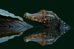 caimans 