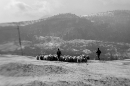 Transhumance 