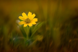 Yellow Beauty 