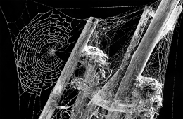 WEBS OF LIFE 