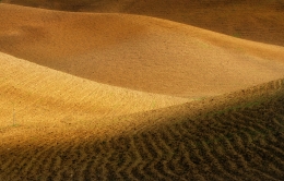 In attesa della semina, tra ombre e....dubbi  