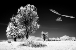 Fly in infrared 