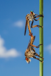 Robber Fly 