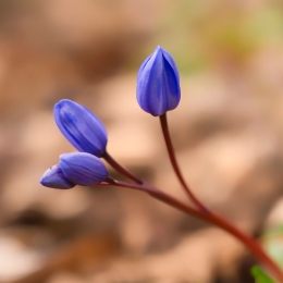 Blue spring 