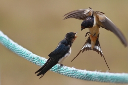 A Natureza no seu melhor... 