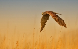 in flight 