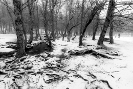 LOST IN THE ICE FOREST 