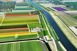 Tulip fields in North Holland 