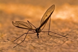 O mosquito da asa mordida 