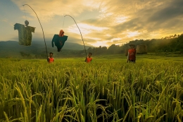 On the rice field 