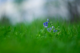 Spring flowers 