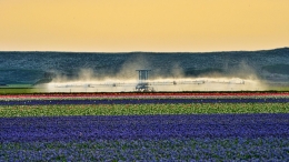 Tulip fields 