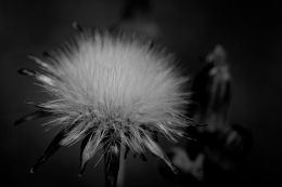 Dandelion 