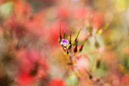 PINCUSHION BUSH 