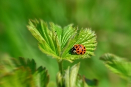 Ladybird 