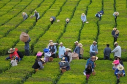 Apanha do chá recriada 