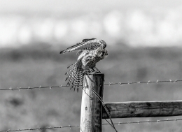 WINGS STRETCHING 