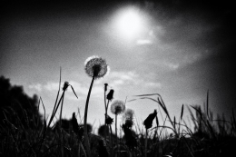 Backlightened dandelions 