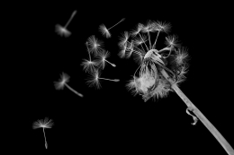 Dandelion blow 