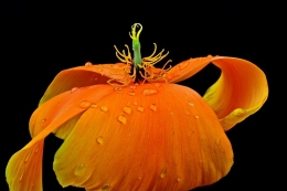 California poppy 