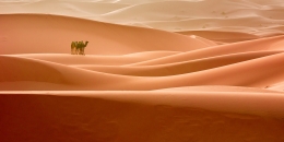 Erg Chebbi 