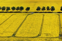 Rapeseed fields 