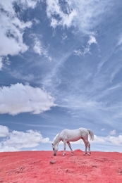 White horse (infrared) 