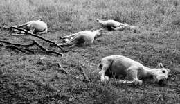 Resting Horses 