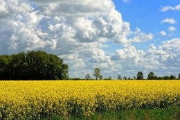 Rapeseed fields 