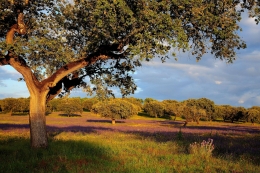 Alentejo 